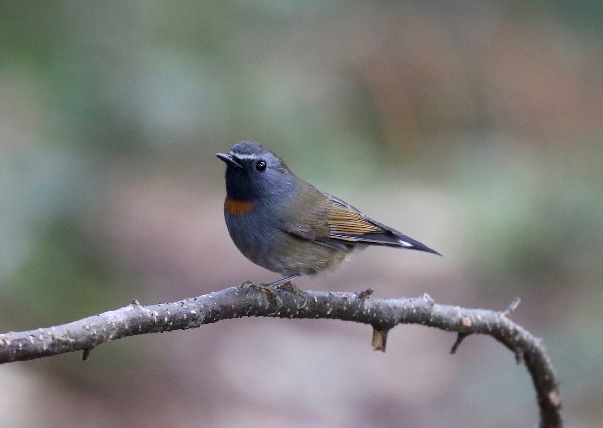 Rufous-gorgeted Flycatcher - ML620414067