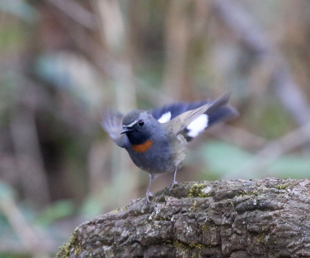 Rufous-gorgeted Flycatcher - ML620414070