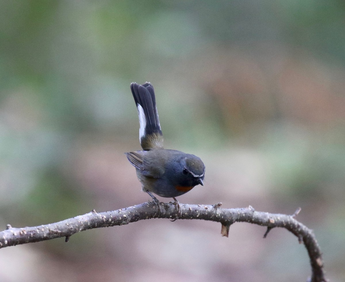 Rufous-gorgeted Flycatcher - ML620414071