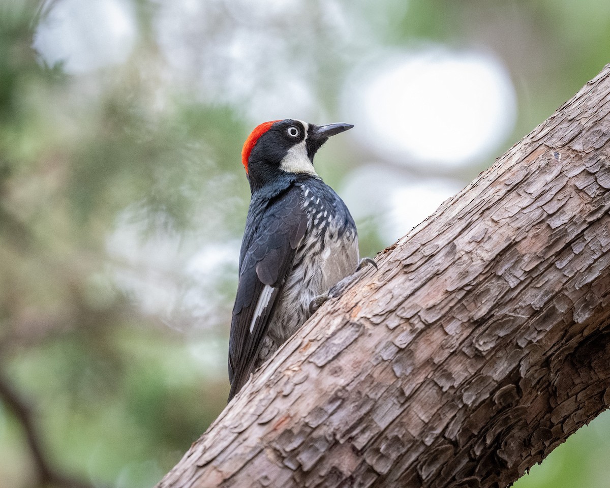 Acorn Woodpecker - ML620414072