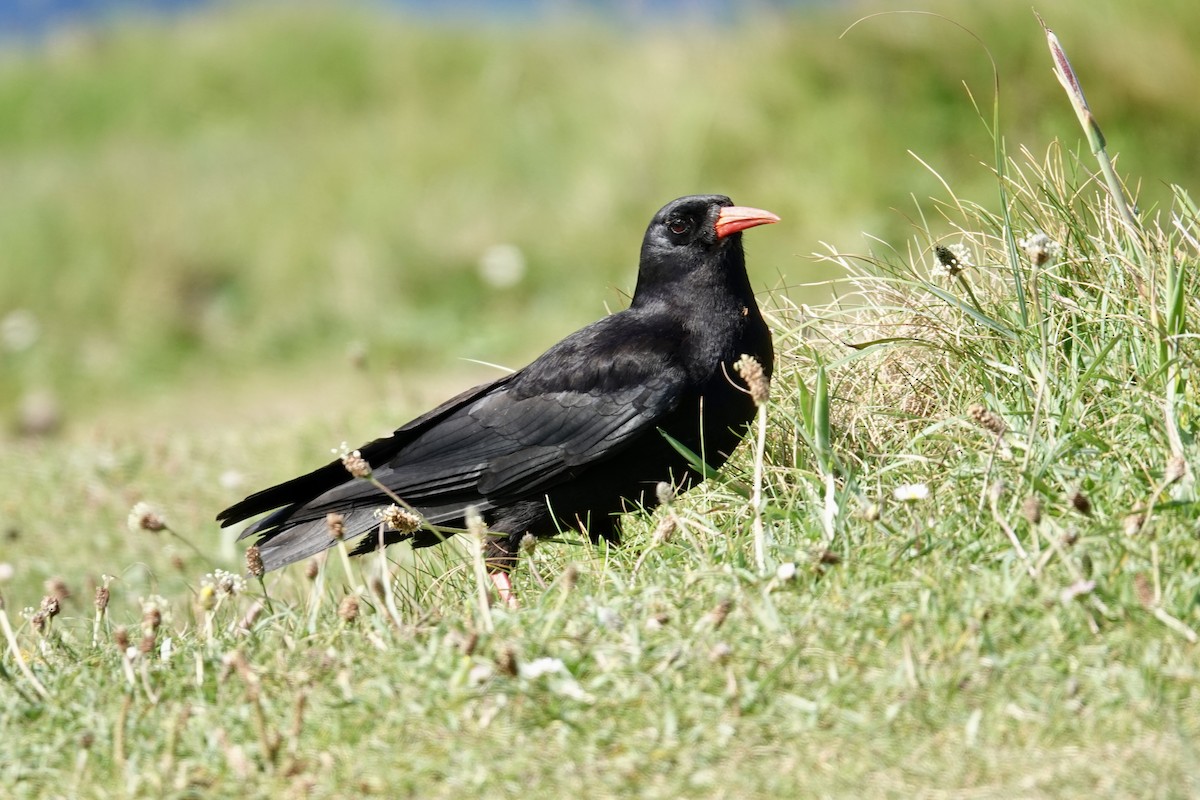 Red-billed Chough - ML620414073