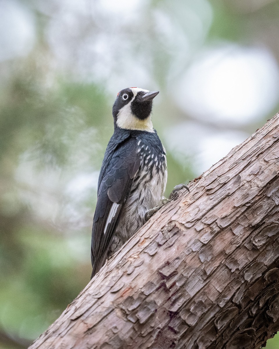 Acorn Woodpecker - ML620414075