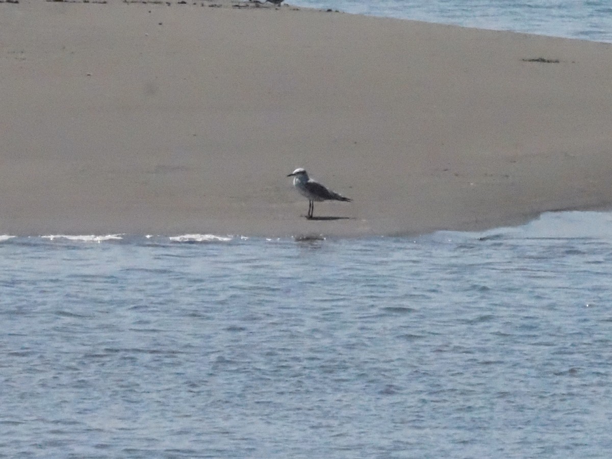 goéland ou mouette sp. - ML620414078