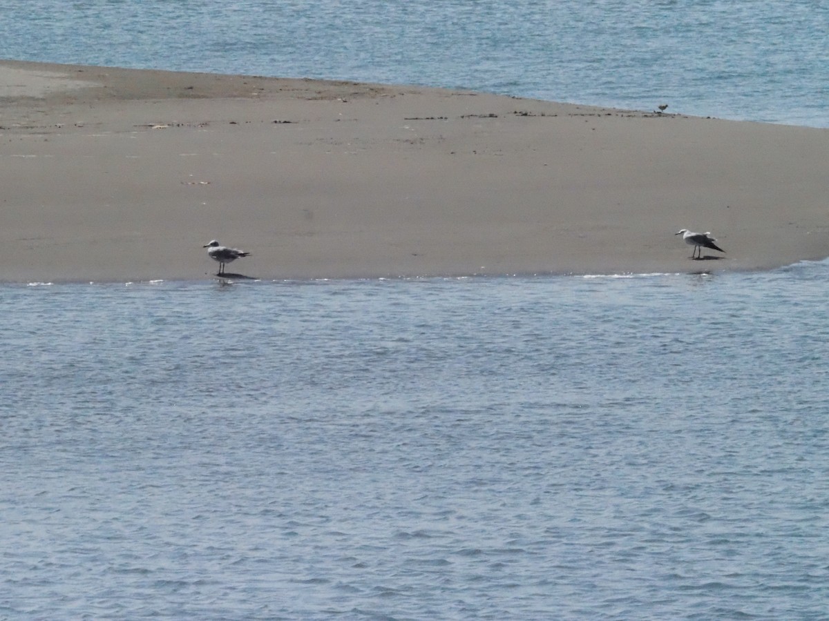 goéland ou mouette sp. - ML620414079