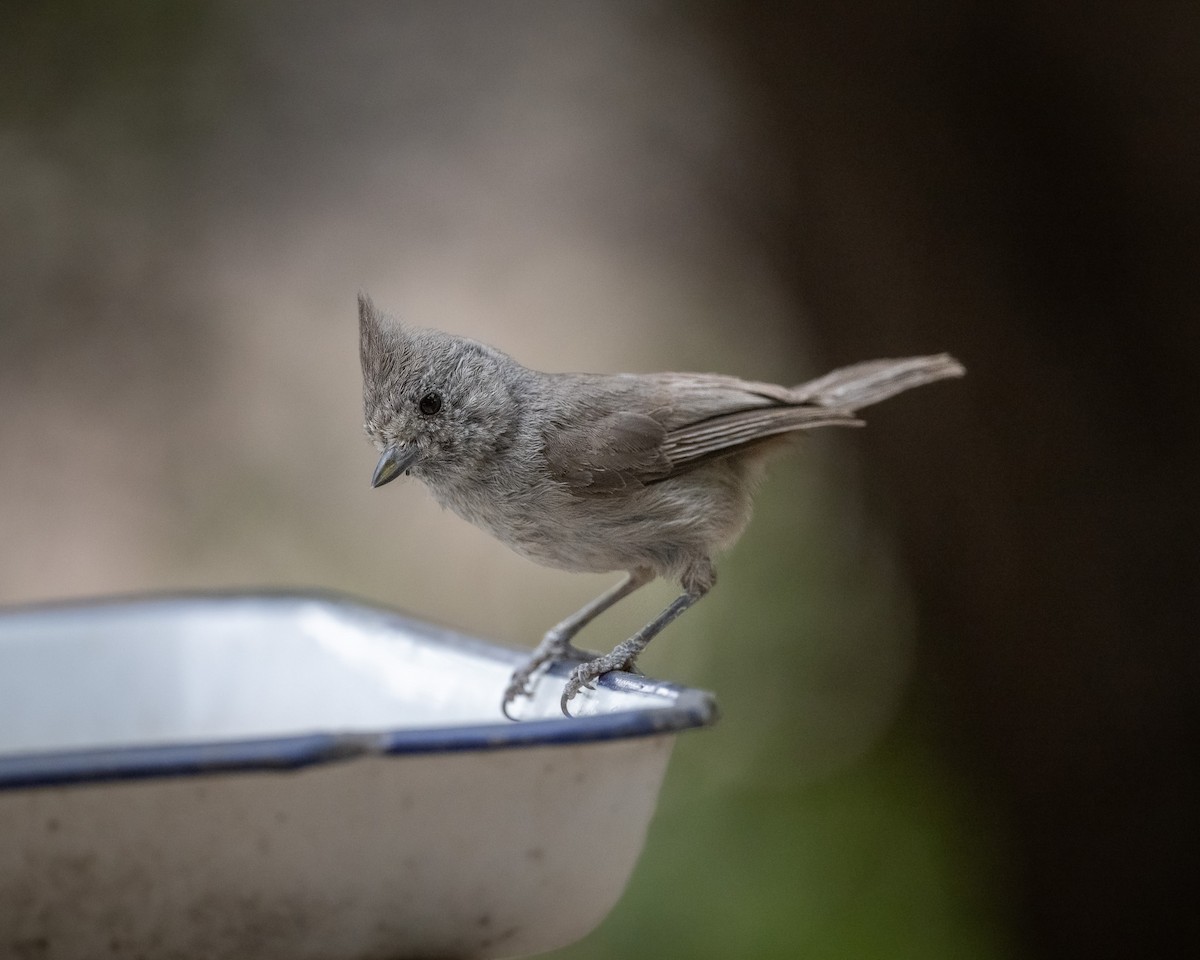 Juniper Titmouse - ML620414083