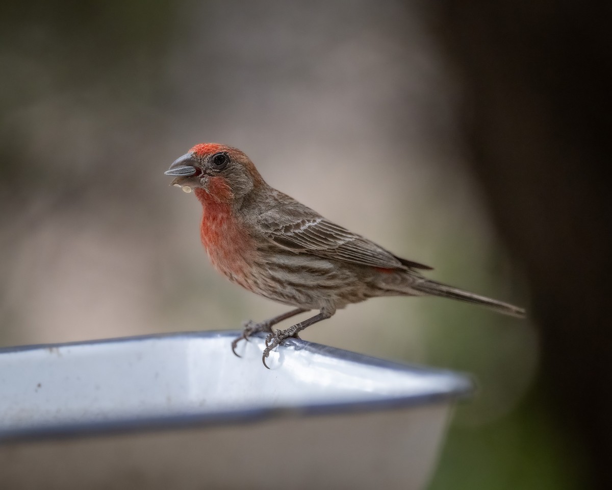 House Finch - ML620414090