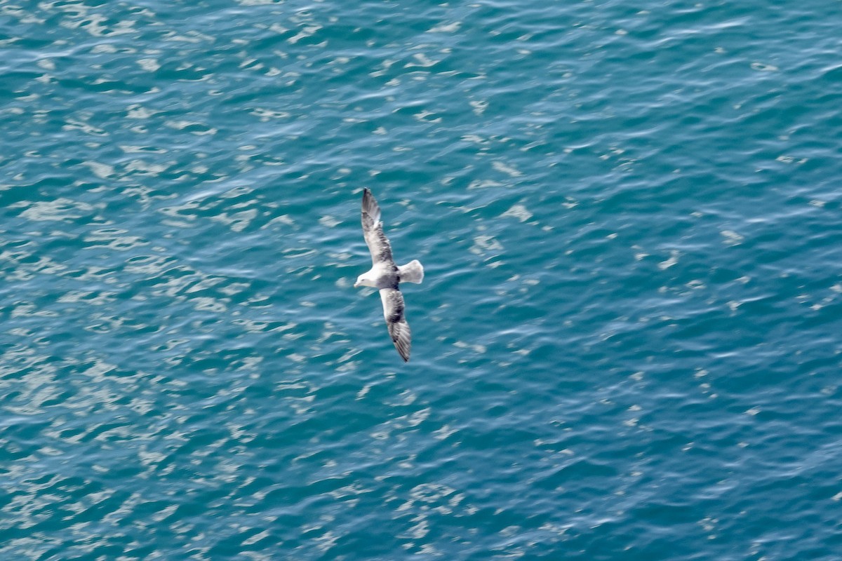 Fulmar boréal - ML620414094