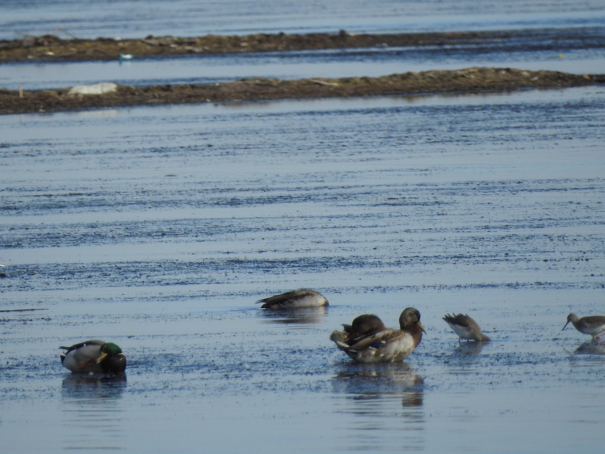 Common Redshank - ML620414098