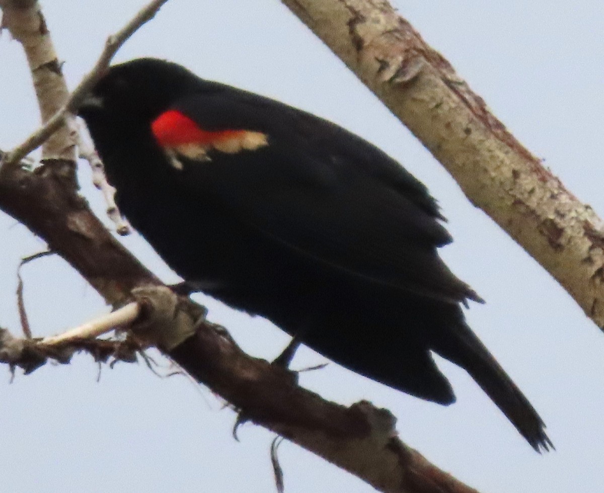 Red-winged Blackbird - ML620414102