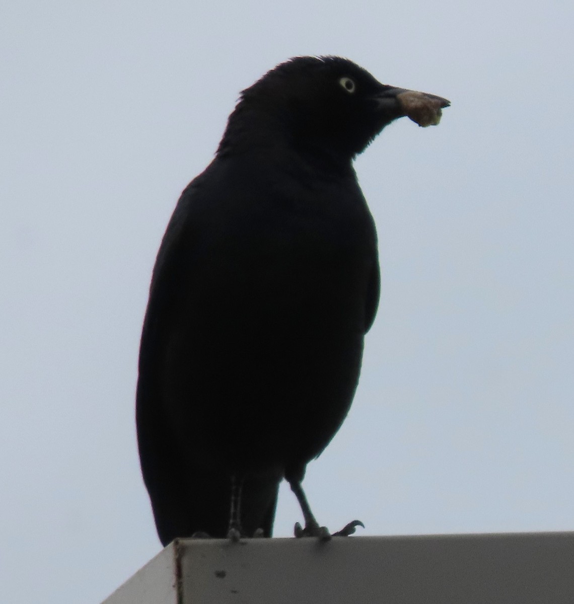 Brewer's Blackbird - ML620414104