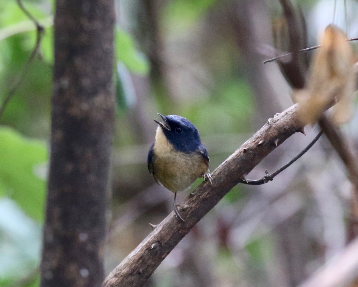 Slaty-blue Flycatcher - Sandy Vorpahl