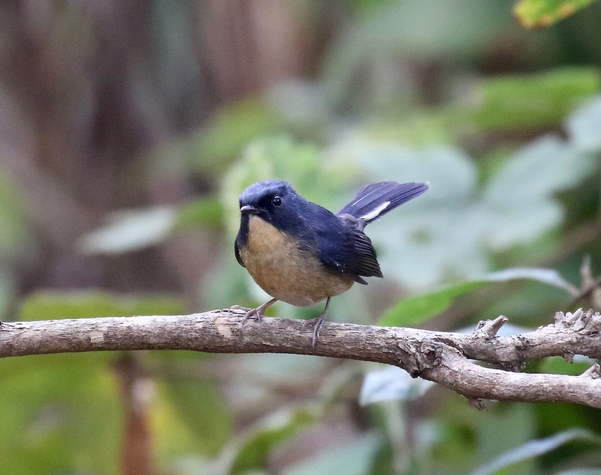 Slaty-blue Flycatcher - ML620414106