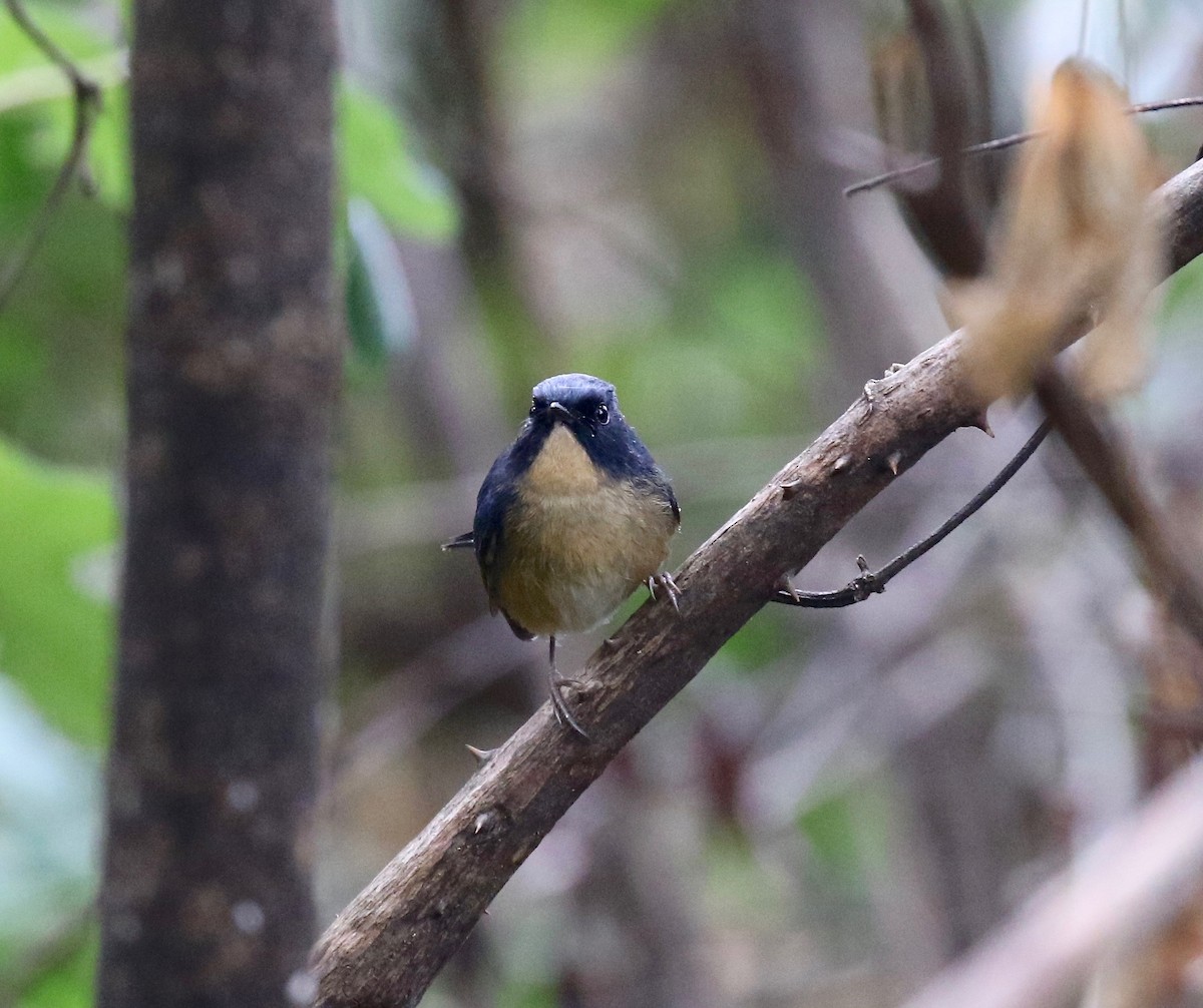 Slaty-blue Flycatcher - ML620414107