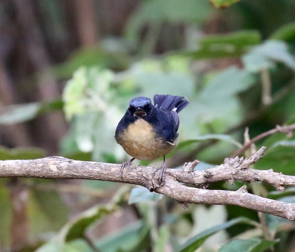 Slaty-blue Flycatcher - ML620414108