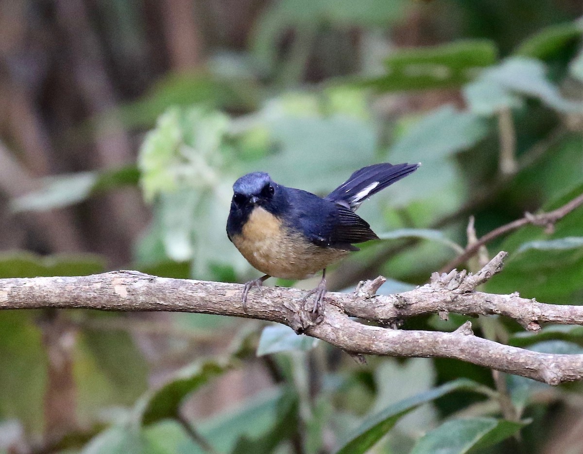 Slaty-blue Flycatcher - ML620414110