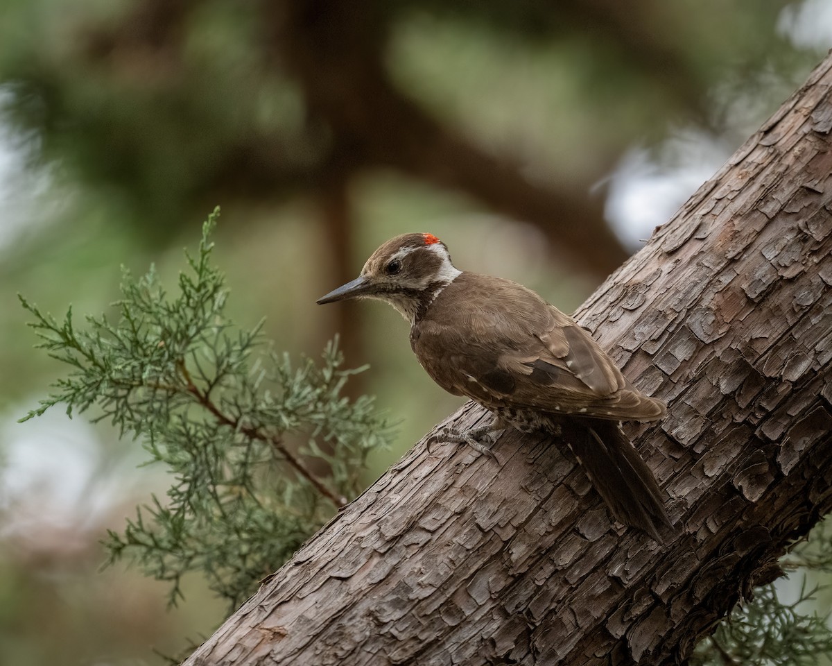 Arizona Woodpecker - ML620414119