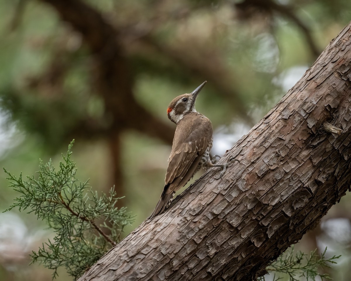 Arizona Woodpecker - ML620414121