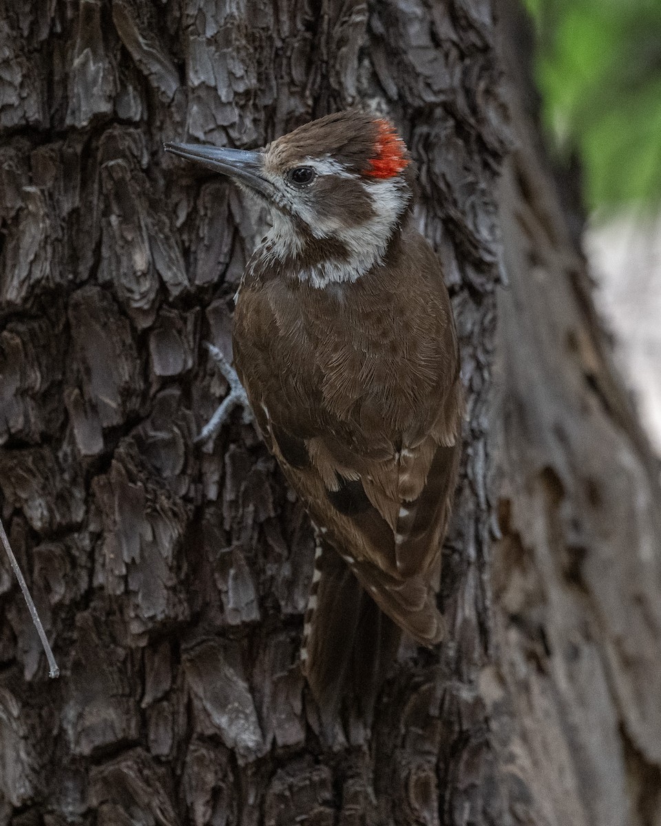 Arizona Woodpecker - ML620414123