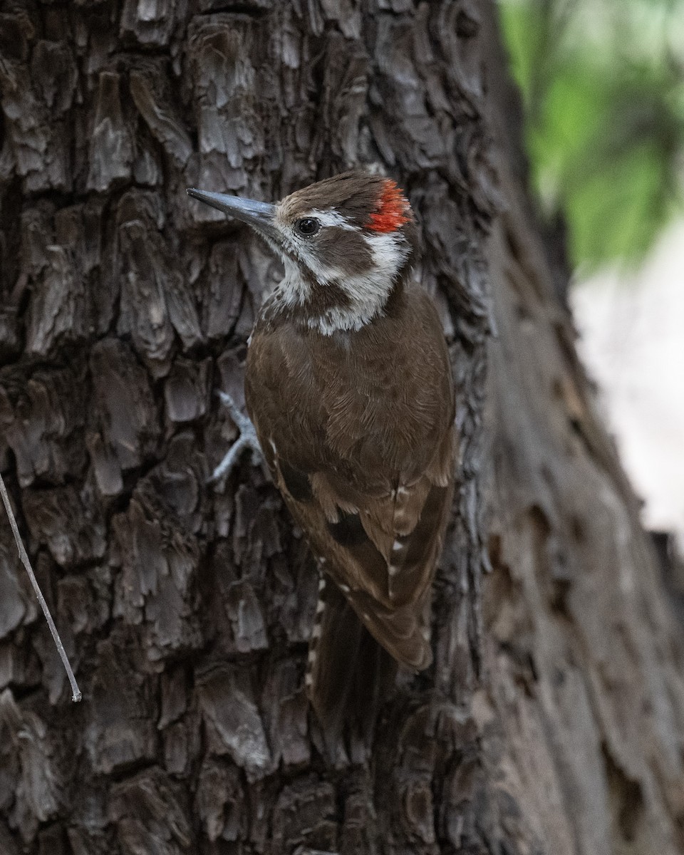 Arizona Woodpecker - ML620414124