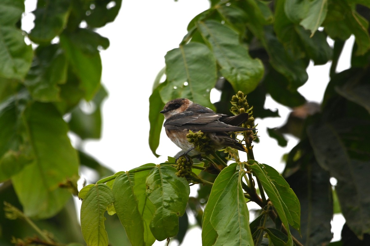 Chestnut-collared Swallow - alexandre bibeau