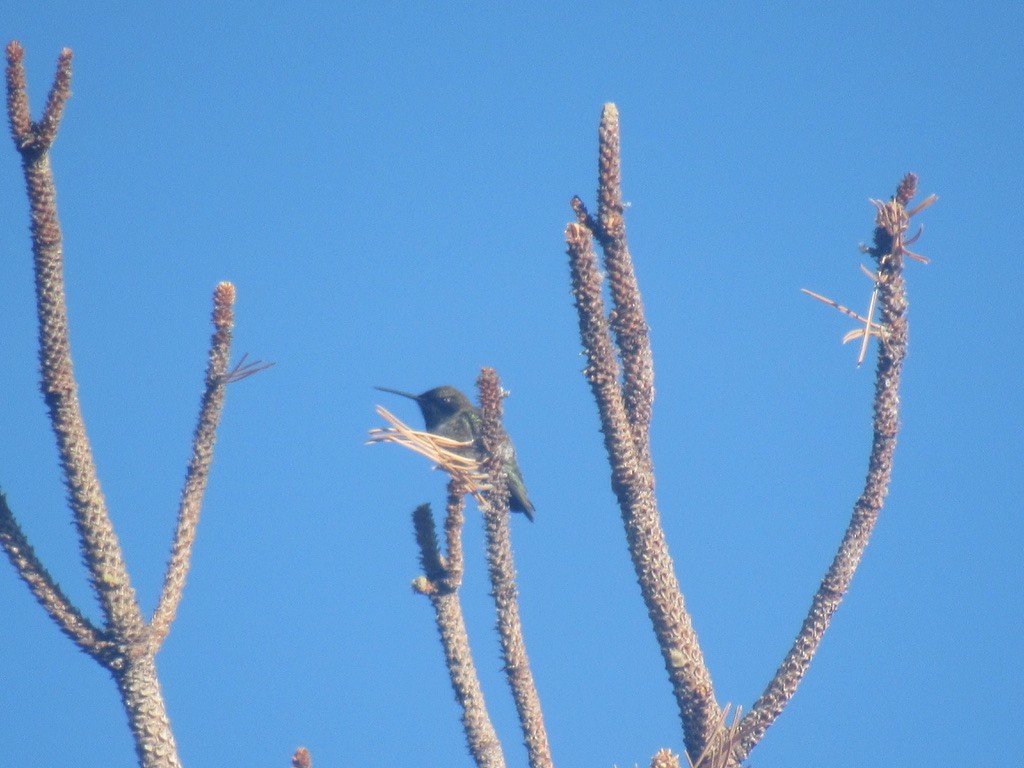 Black-chinned Hummingbird - Laurel Armstrong