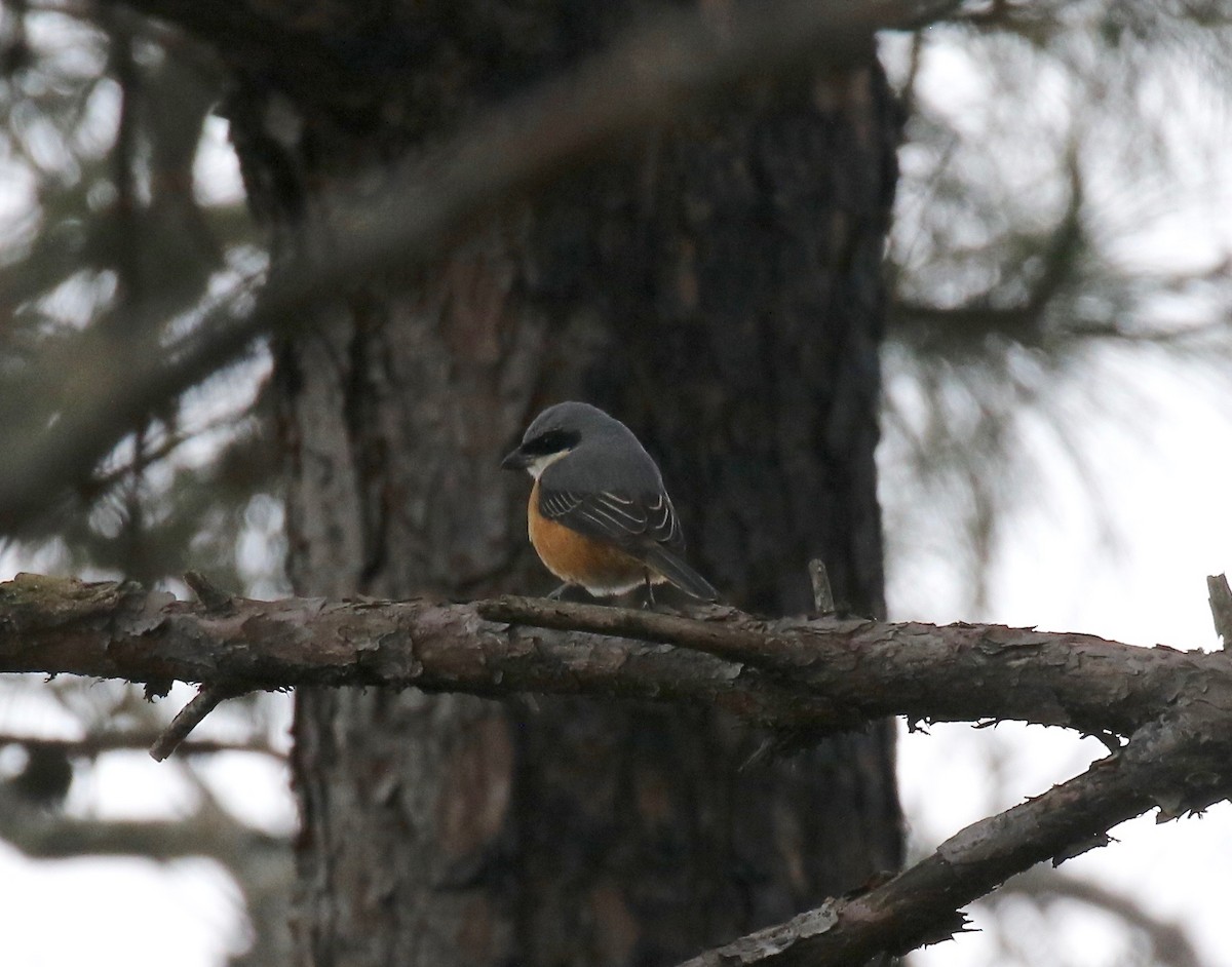 Gray-backed Shrike - ML620414146