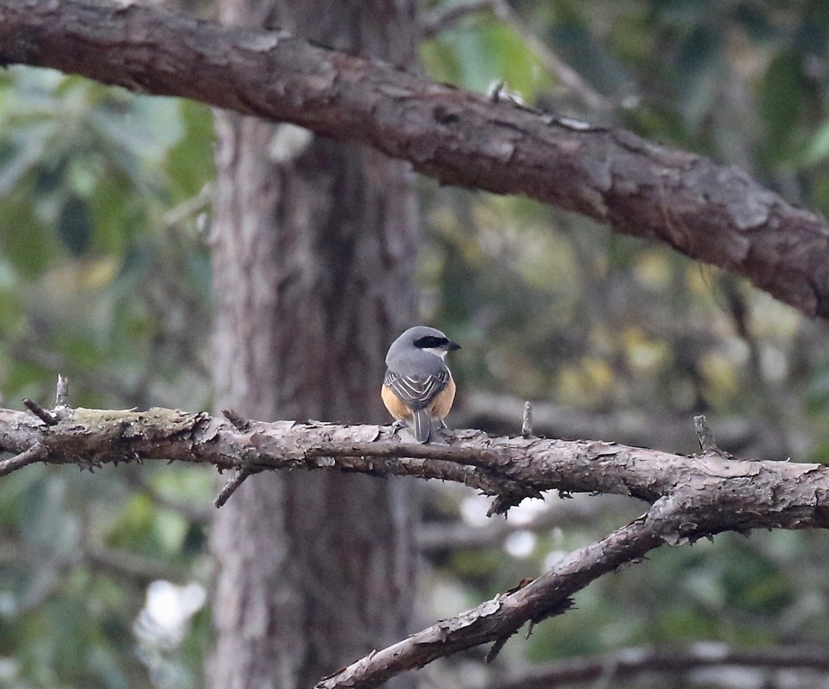 Gray-backed Shrike - ML620414148