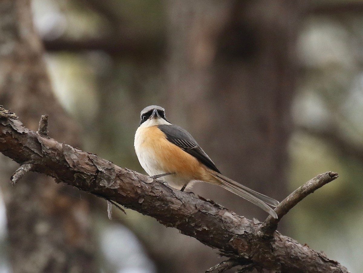 Gray-backed Shrike - ML620414152