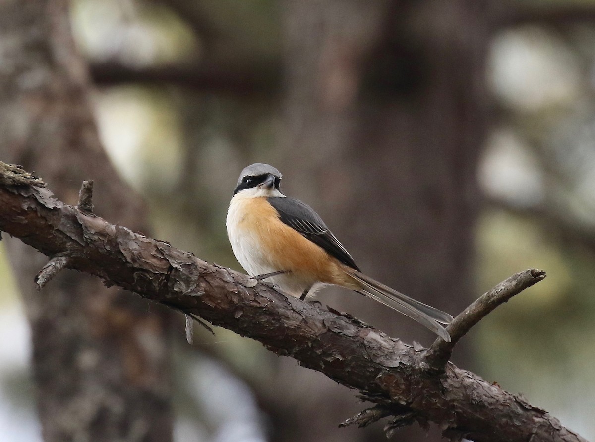 Gray-backed Shrike - ML620414153