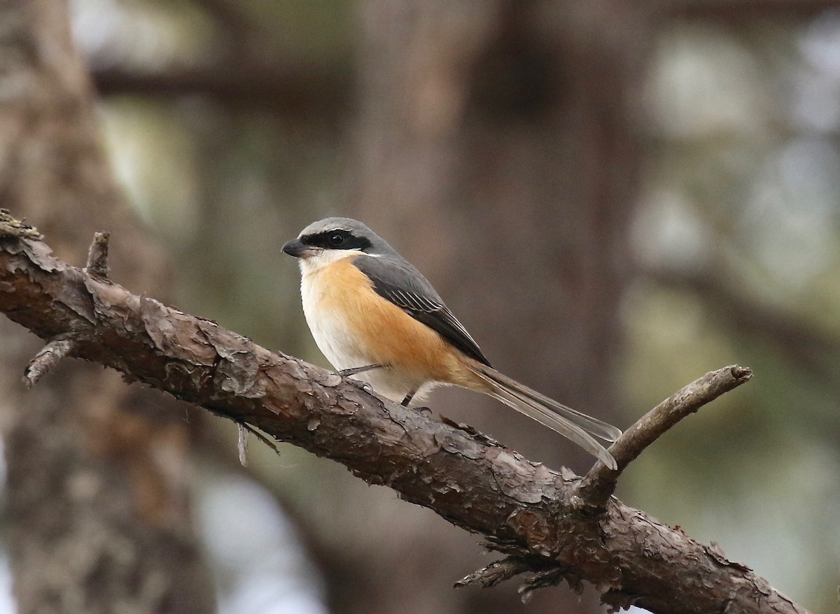 Gray-backed Shrike - ML620414154