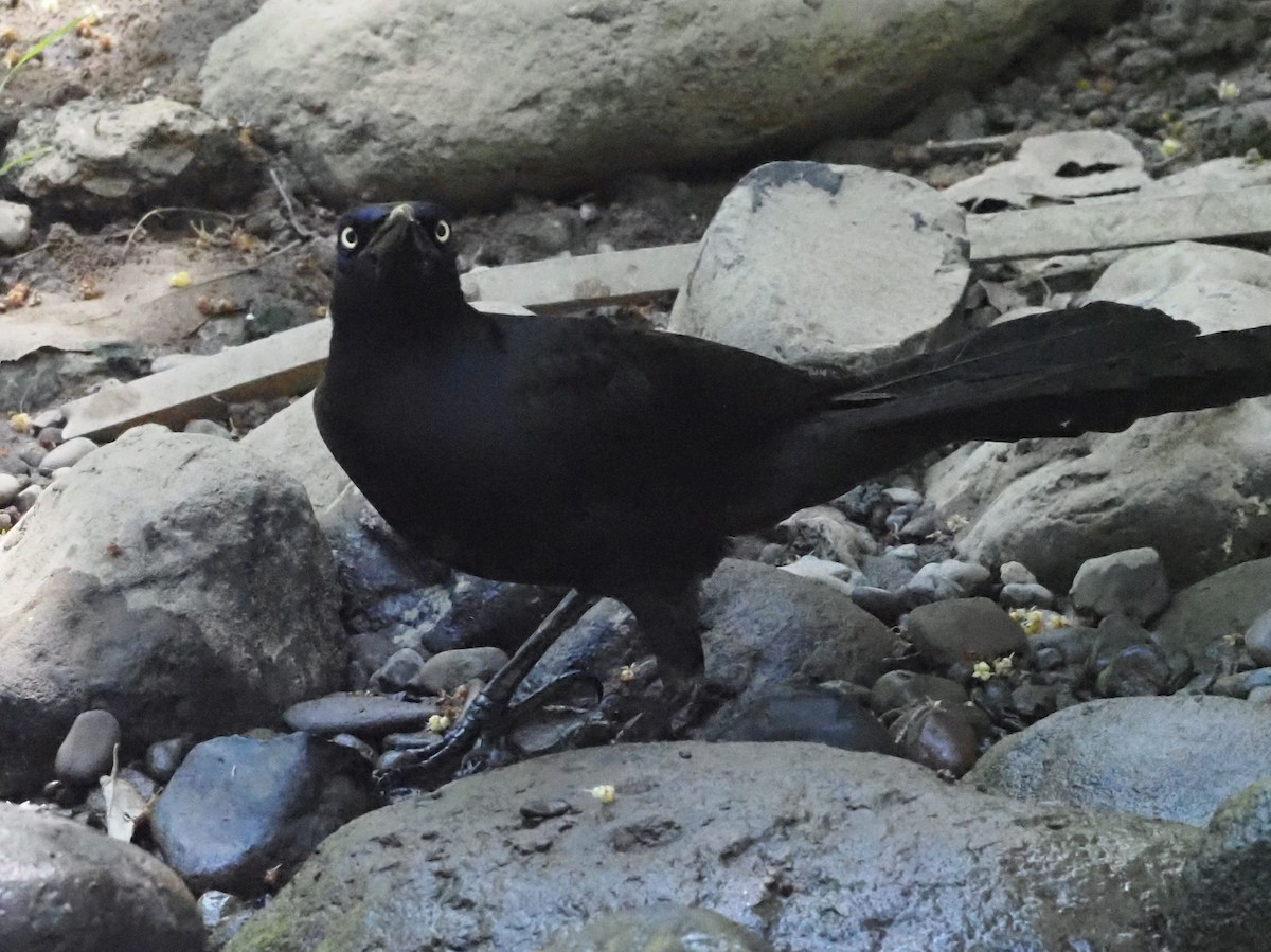 Great-tailed Grackle - ML620414155