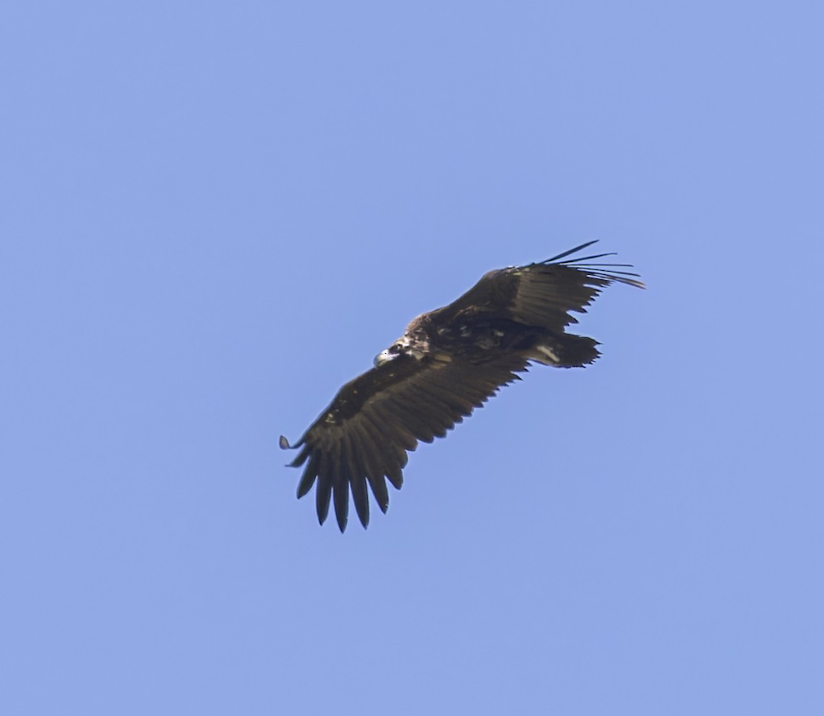 Cinereous Vulture - ML620414157