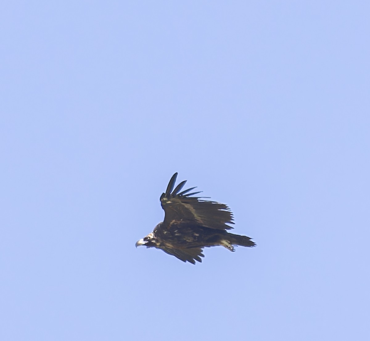 Cinereous Vulture - ML620414158