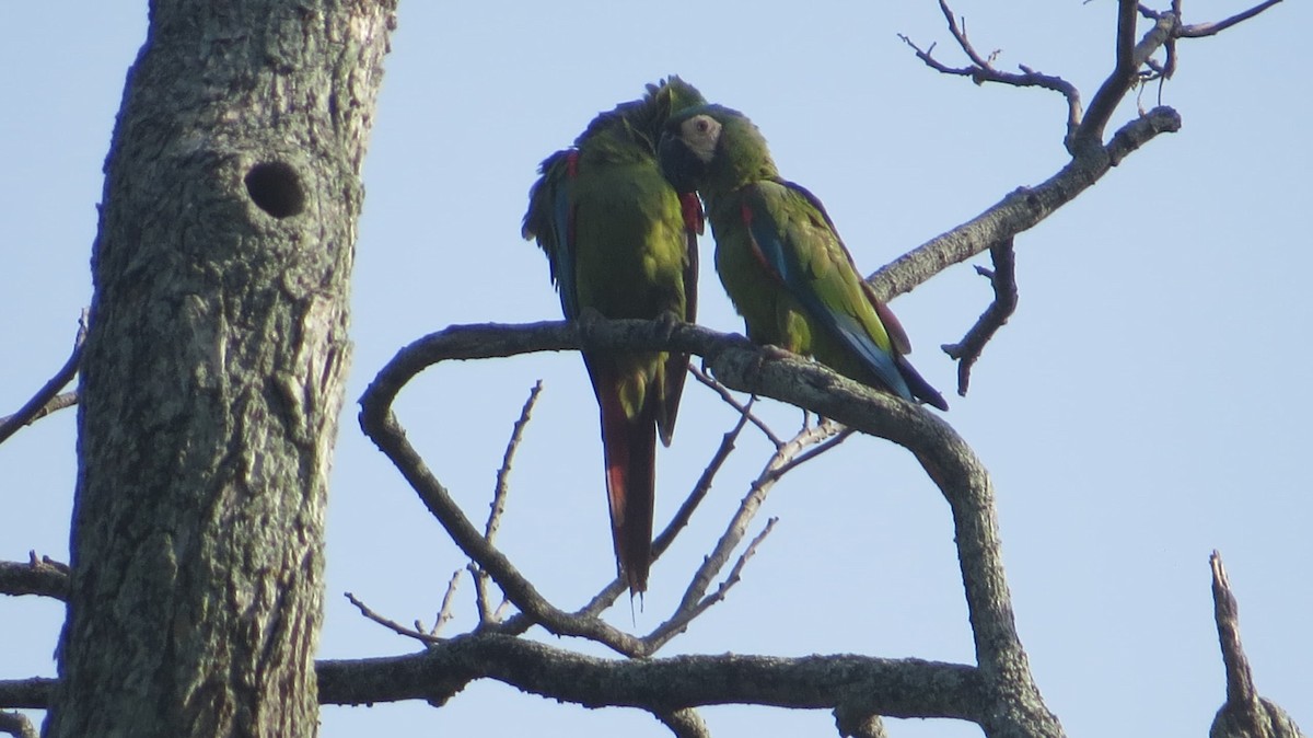 Chestnut-fronted Macaw - ML620414161