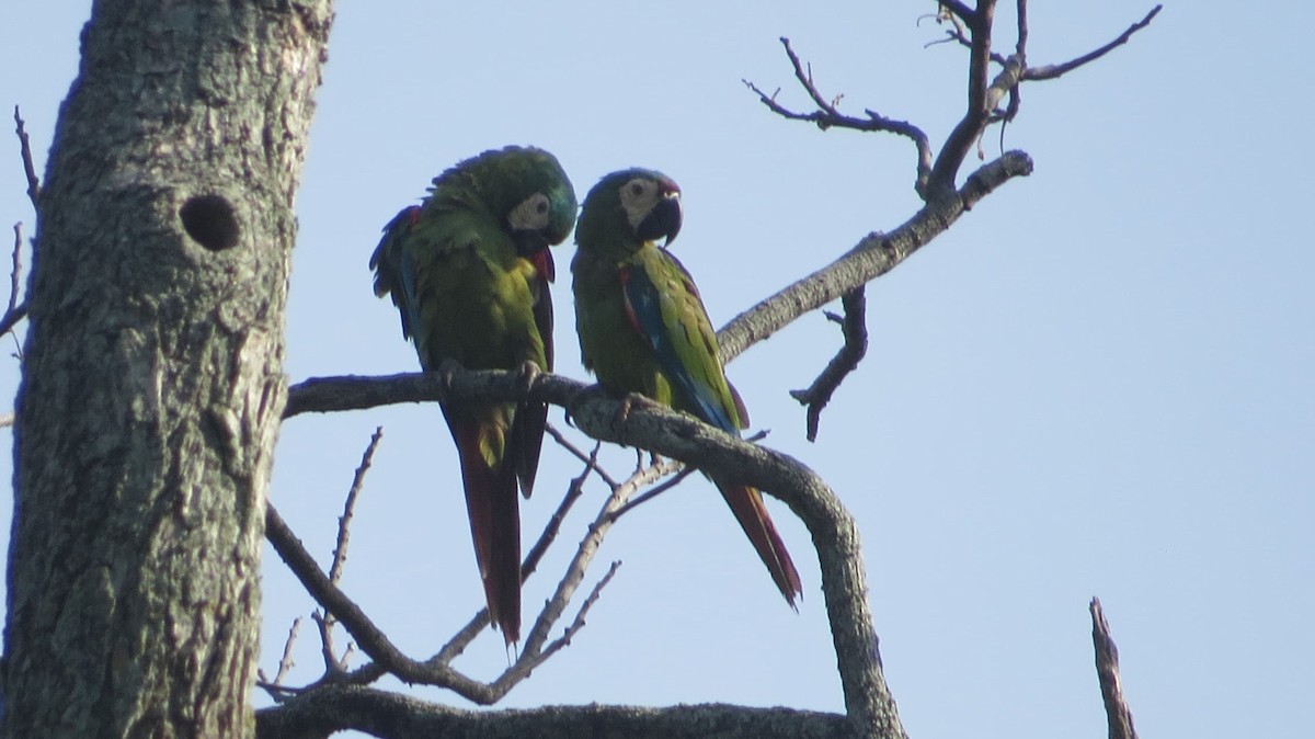 Chestnut-fronted Macaw - ML620414162