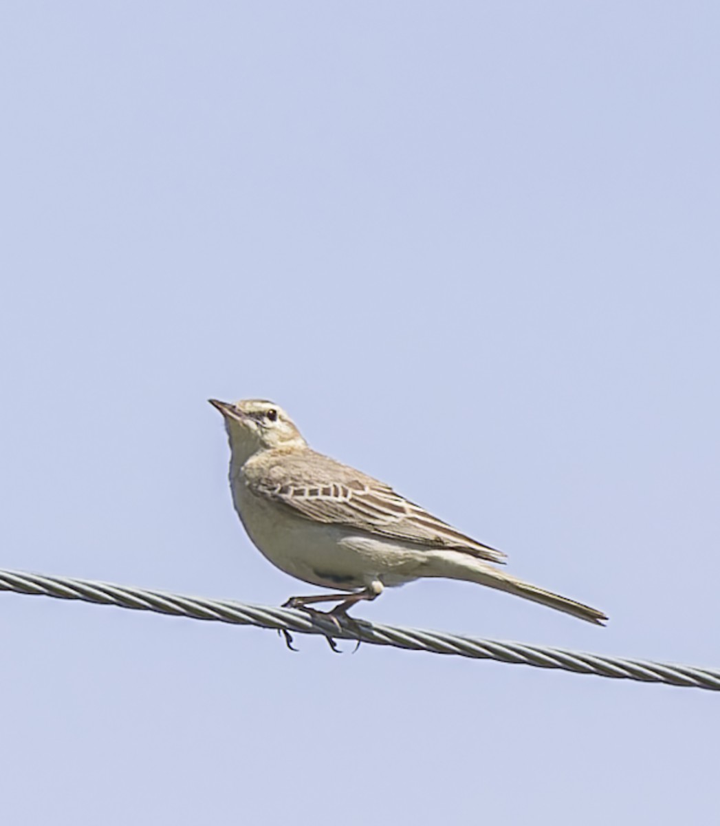 Tawny Pipit - ML620414165