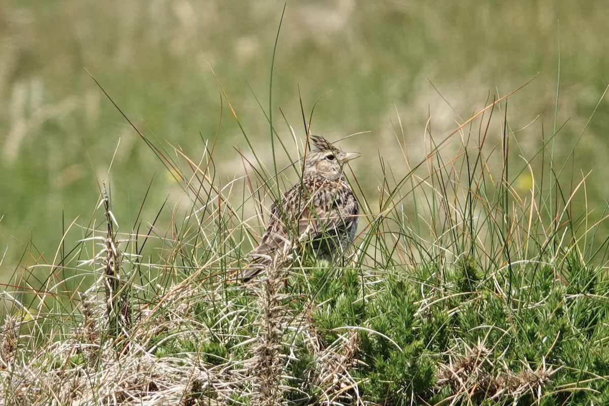 Eurasian Skylark - ML620414176