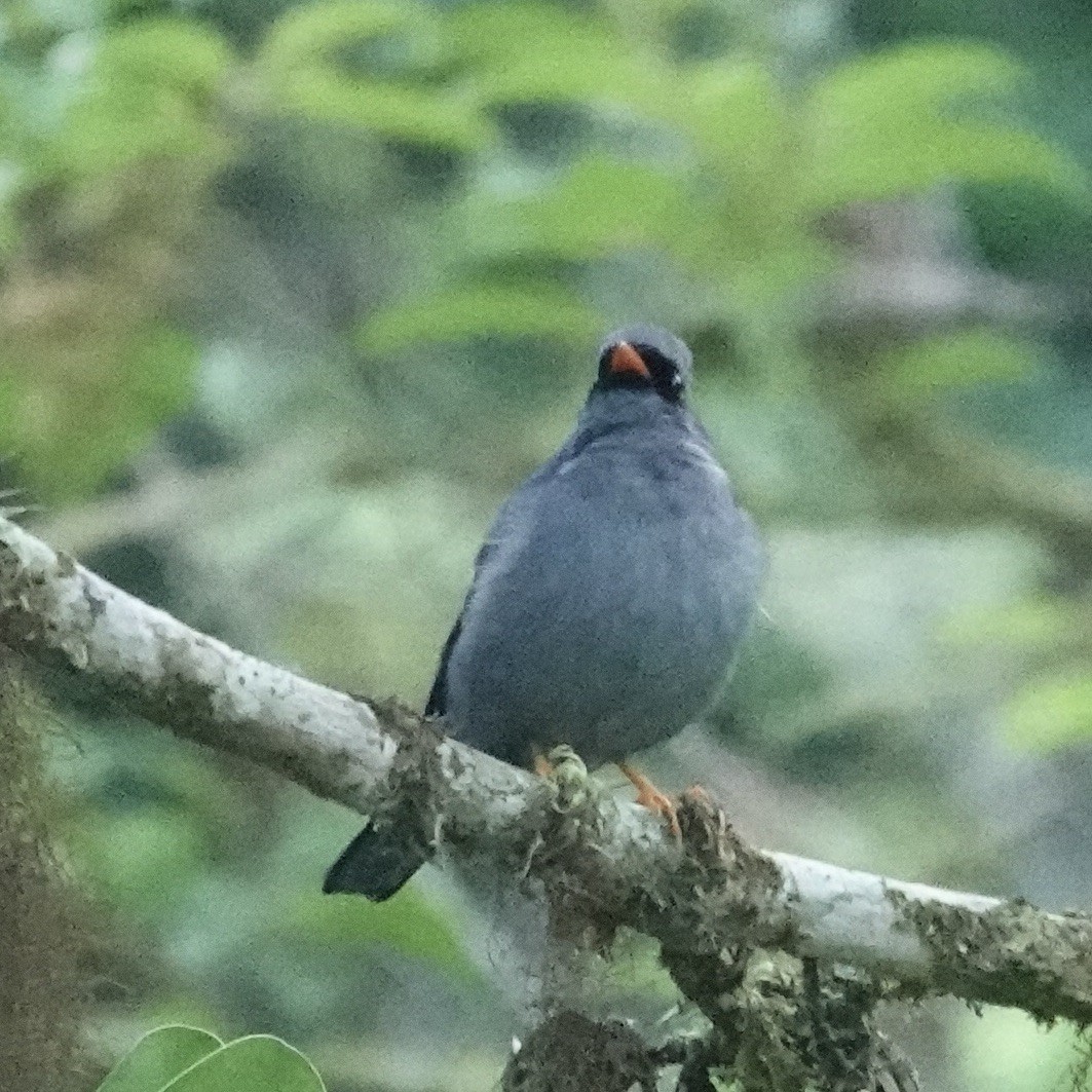 Black-faced Solitaire - ML620414178