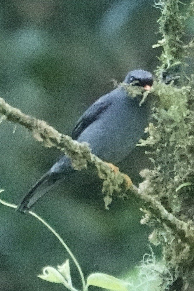 Black-faced Solitaire - ML620414181