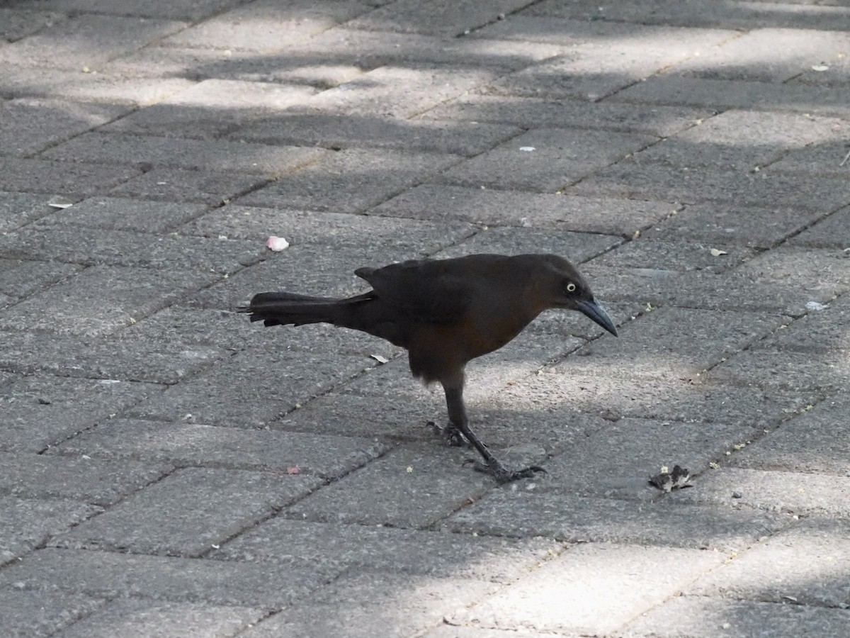 Great-tailed Grackle - ML620414186