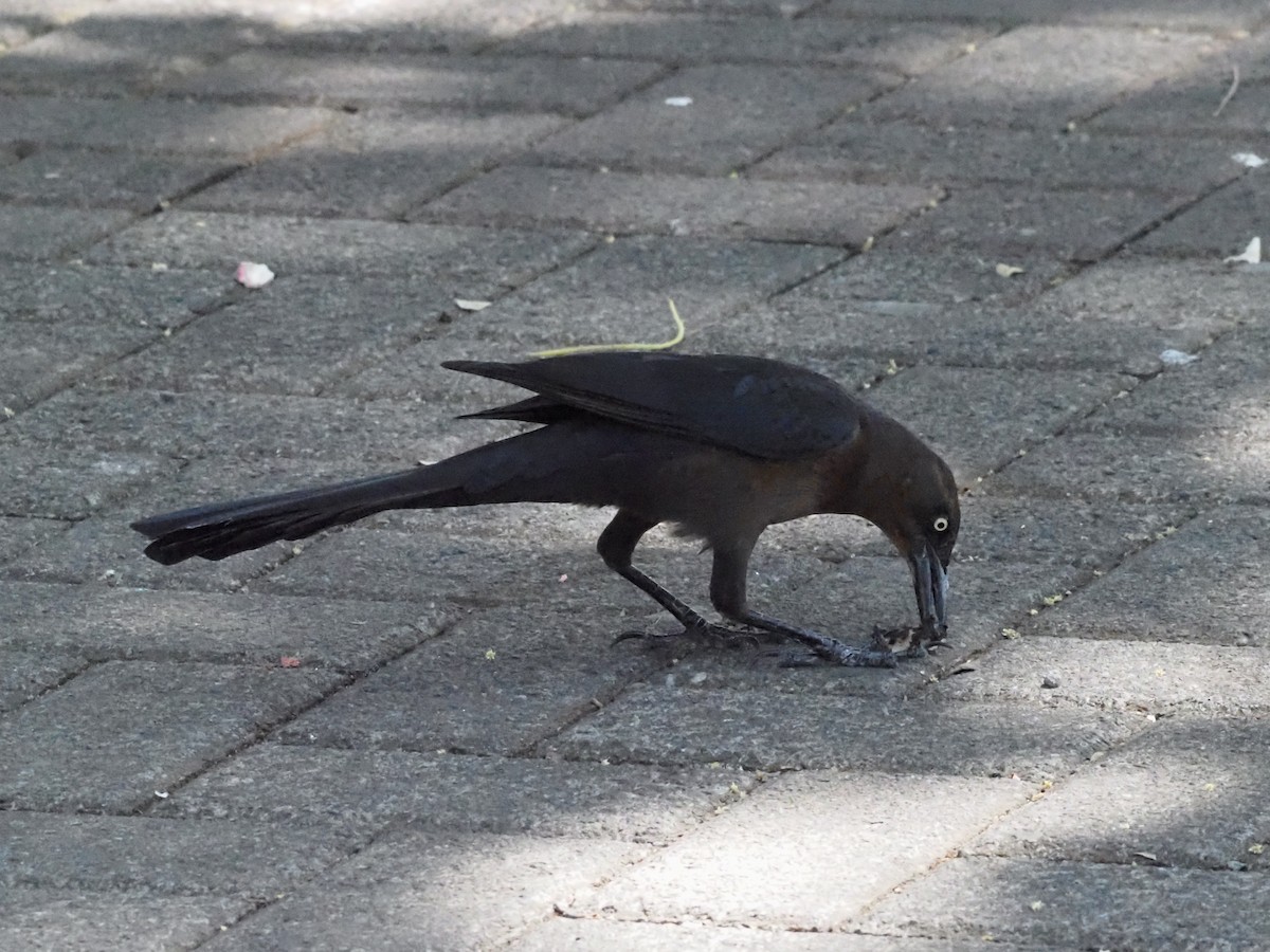 Great-tailed Grackle - ML620414187