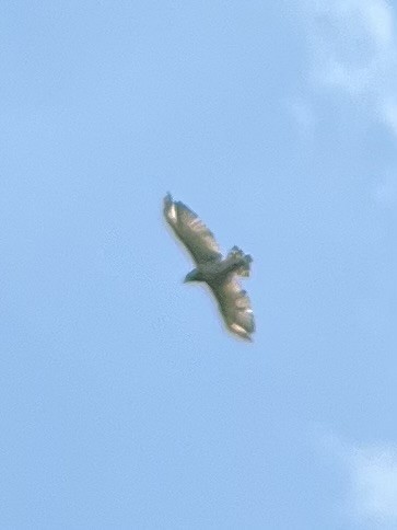 Broad-winged Hawk - ML620414190