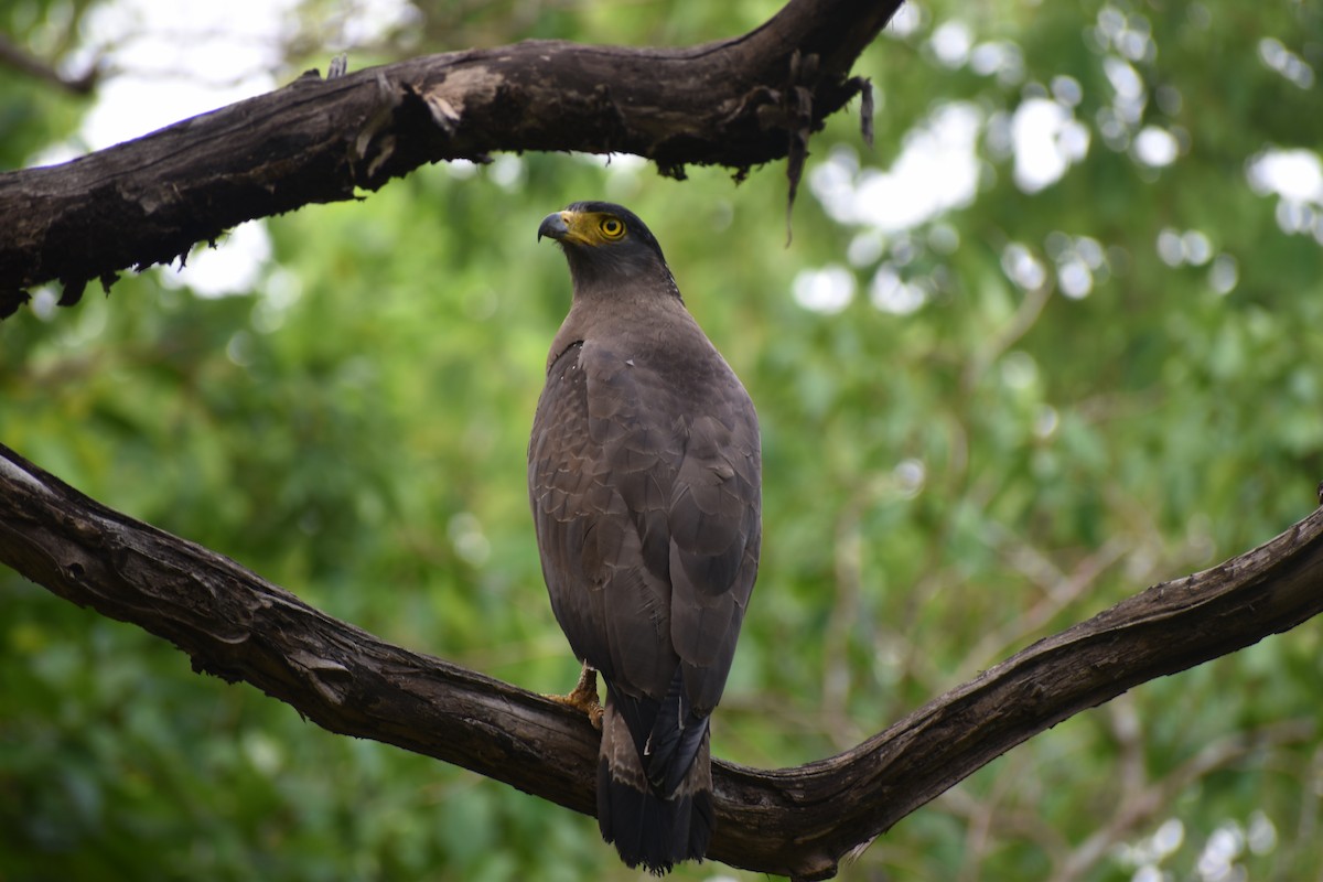 Crested Serpent-Eagle - ML620414195