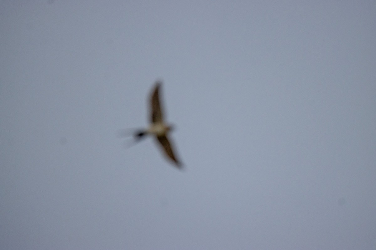 Red-rumped Swallow - ML620414200
