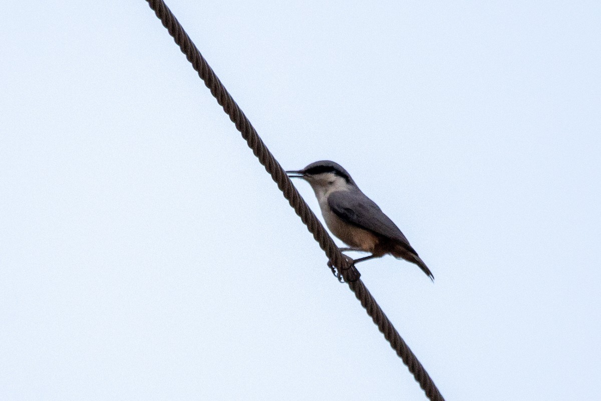 Western Rock Nuthatch - ML620414204