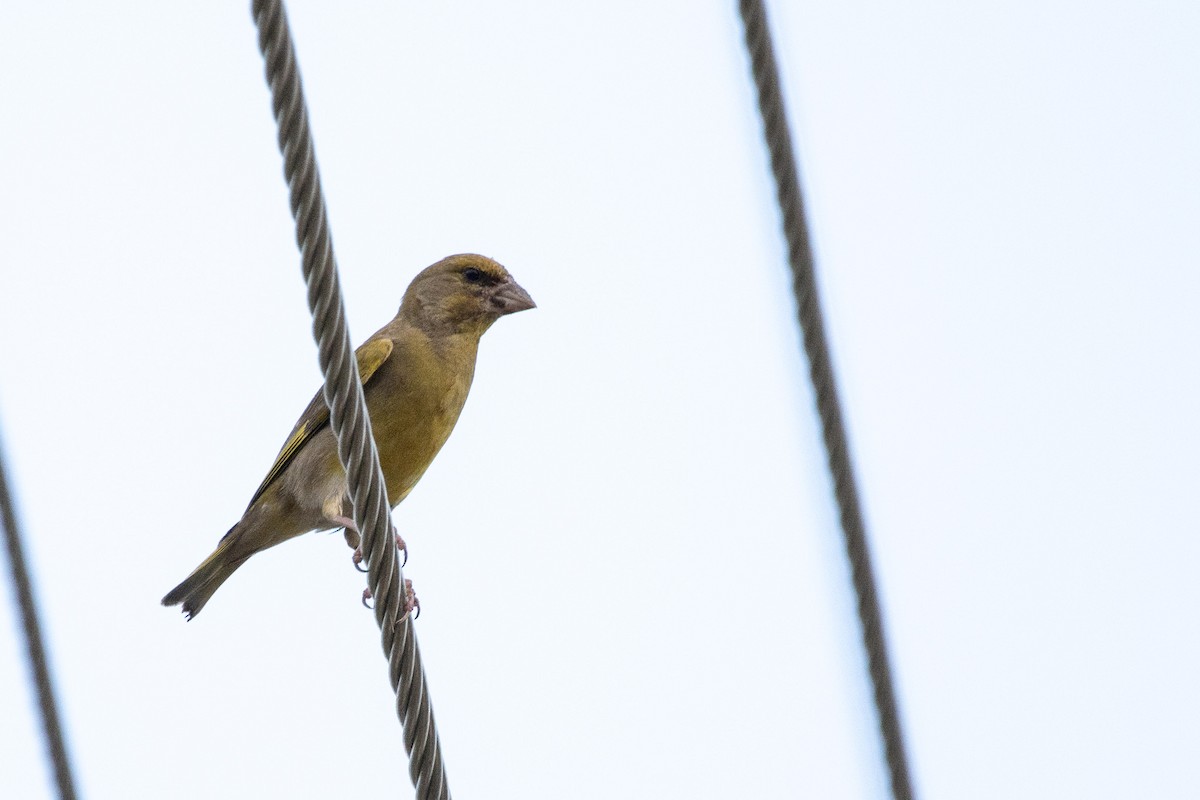 European Greenfinch - ML620414214