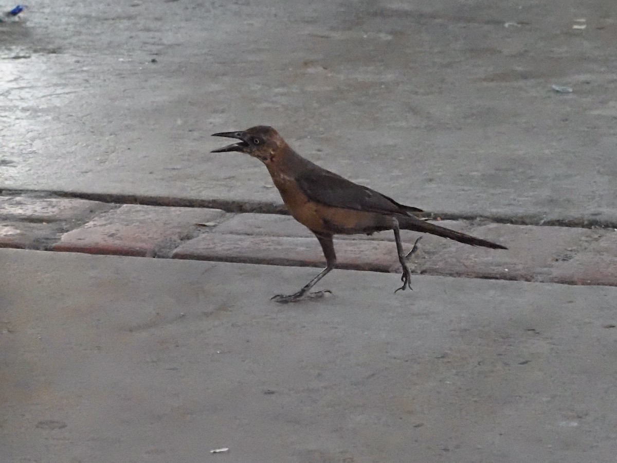 Great-tailed Grackle - ML620414215