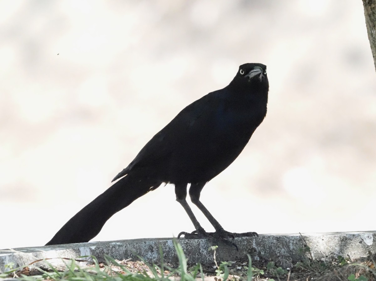 Great-tailed Grackle - ML620414216