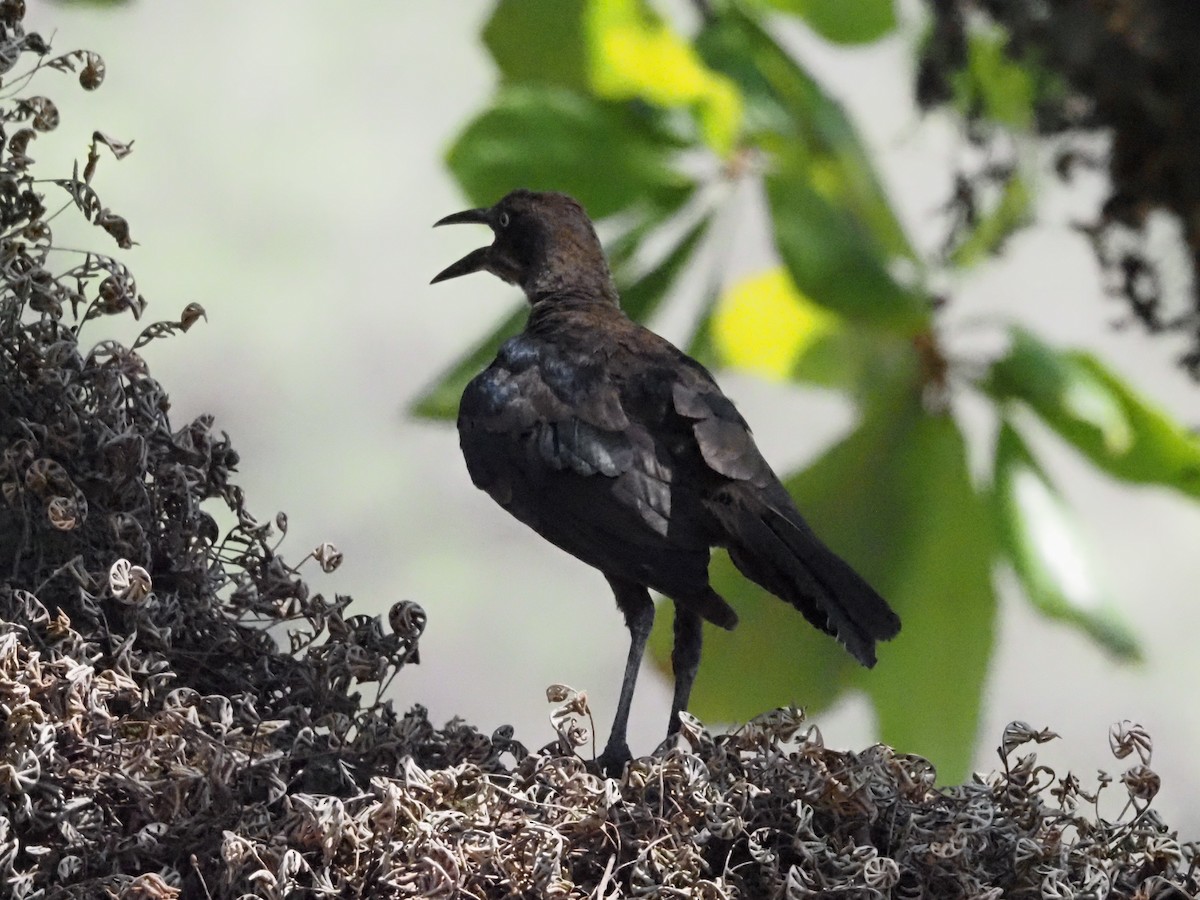 Great-tailed Grackle - ML620414217