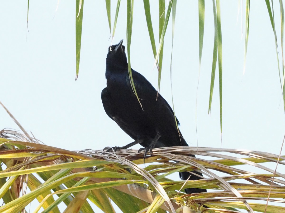 Great-tailed Grackle - ML620414240
